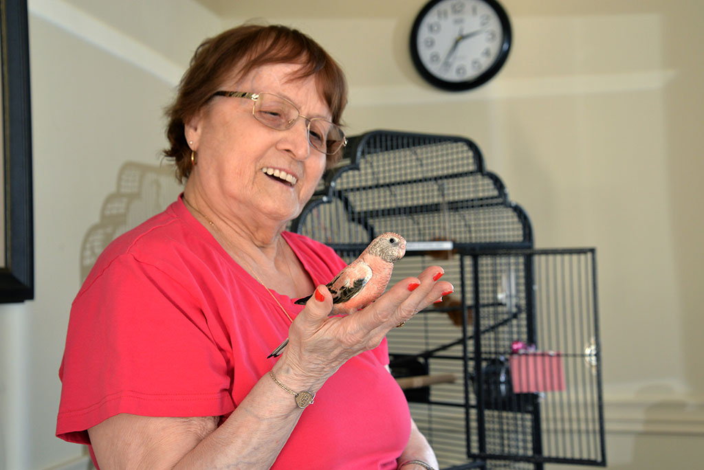 Zoothérapie avec nos oiseaux Rosie et Coco.